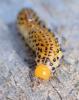 Arge ochropus